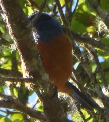 Conirostrum sitticolor