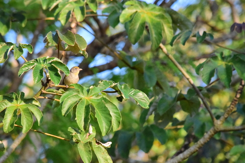 Rose-throated Tanager (Piranga roseogularis), photo 9