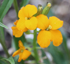 Erysimum × cheiri