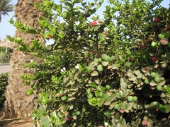 Carissa macrocarpa image