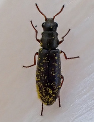 Eschatocrepis constrictus