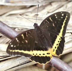 Lexias panopus