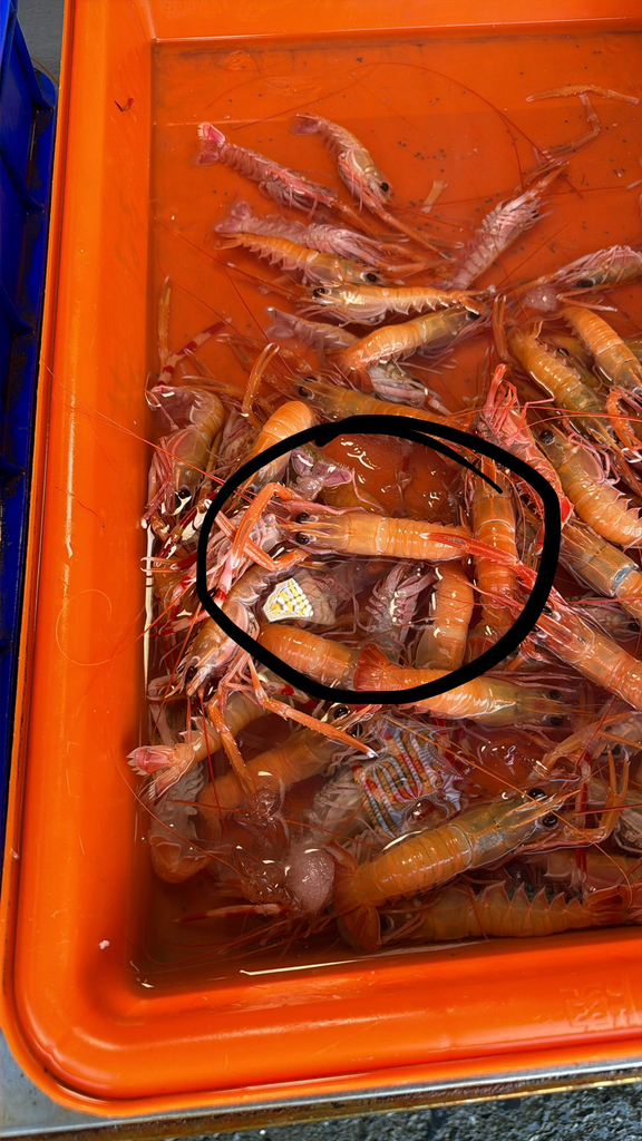Formosa Lobster
