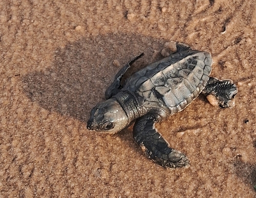Olive Ridley Sea Turtle
