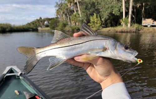 Common Snook