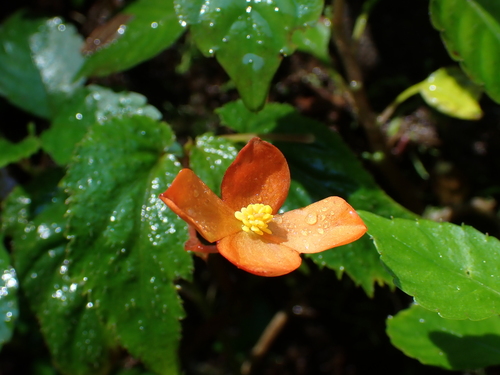 Begonia sutherlandii