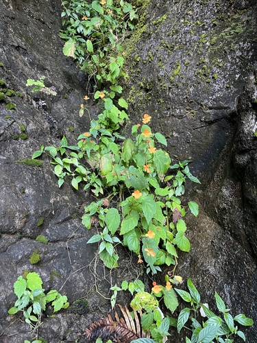 Begonia sutherlandii, photograph 1