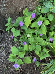 Impatiens sylvicola, photograph (c) Ren Hoekstra, some rights reserved (CC BY)