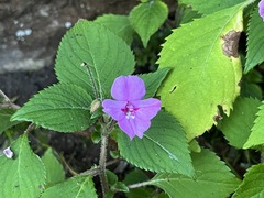 Impatiens sylvicola, photograph (c) Ren Hoekstra, some rights reserved (CC BY)