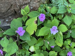 Impatiens sylvicola, photograph (c) Ren Hoekstra, some rights reserved (CC BY)