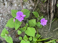 Impatiens sylvicola, photograph (c) Ren Hoekstra, some rights reserved (CC BY)