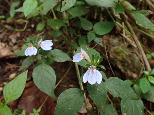 Justicia petiolaris, photograph 2