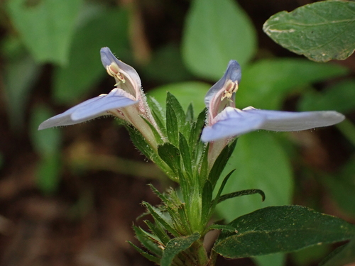 Justicia petiolaris, photograph 3