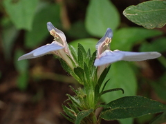 Justicia petiolaris, photograph (c) Ren Hoekstra, some rights reserved (CC BY)