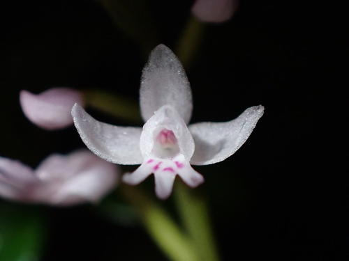 Stenoglottis fimbriata, photograph 5