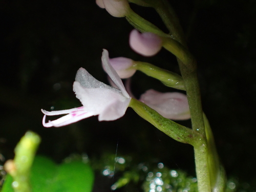 Stenoglottis fimbriata, photograph 6