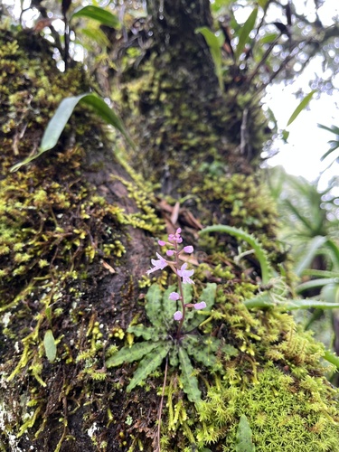 Stenoglottis fimbriata, photograph 4