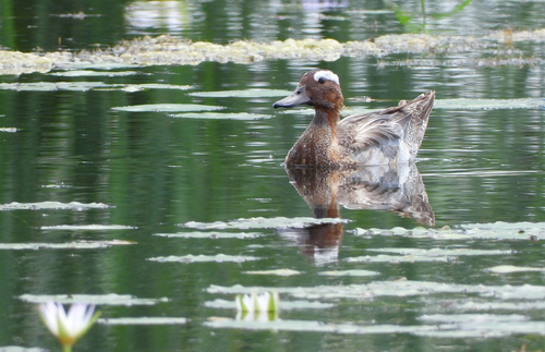 Garganey