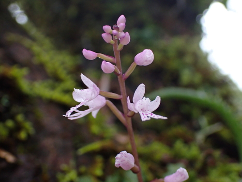 Stenoglottis fimbriata