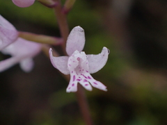 Stenoglottis fimbriata, photograph (c) Ren Hoekstra, some rights reserved (CC BY)