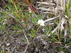 Brachyscome sinclairii