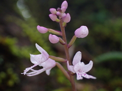 Stenoglottis fimbriata, photograph (c) Ren Hoekstra, some rights reserved (CC BY)