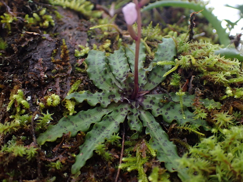 Stenoglottis fimbriata, photograph 1