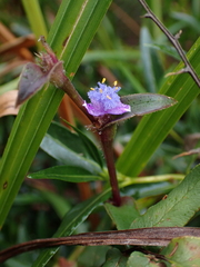 Cyanotis lapidosa, photograph (c) Ren Hoekstra, some rights reserved (CC BY)