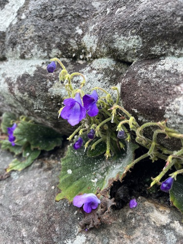 Streptocarpus galpinii, photograph 2