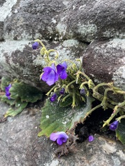 Streptocarpus galpinii, photograph (c) Ren Hoekstra, some rights reserved (CC BY)