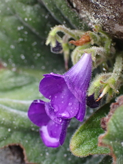 Streptocarpus galpinii