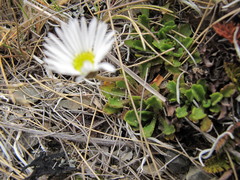 Brachyscome sinclairii