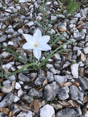 Zephyranthes drummondii