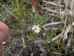 Brachyscome sinclairii