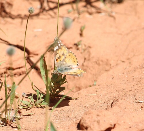 Painted Lady
