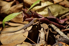 Cnemidophorus gaigei