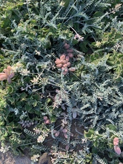 Astragalus anemophilus
