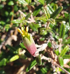 Correa decumbens