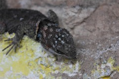Sceloporus cyanogenys