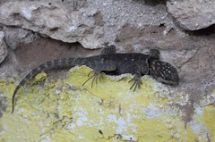 Sceloporus cyanogenys