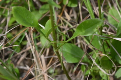 Coreopsis pubescens