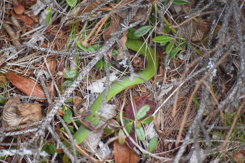 Smooth Greensnake
