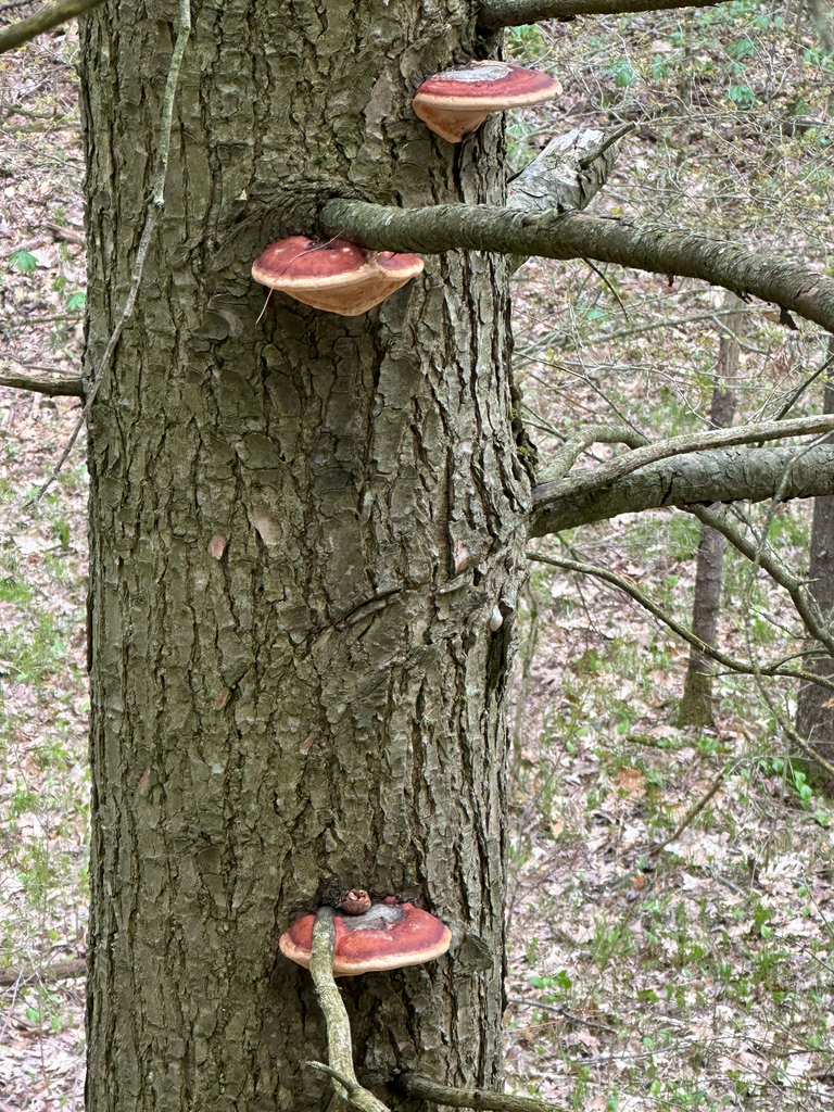 Northern Red Belt · May 2026 · photo: Photo: no rights reserved · iNaturalist