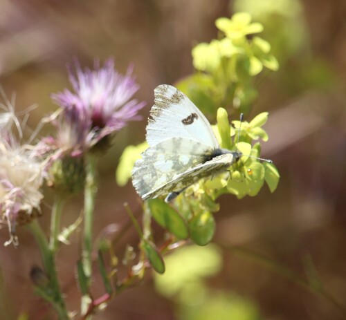 Western Dappled White