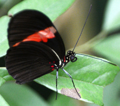Heliconius erato hydara
