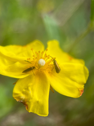 Micropterix herminiella