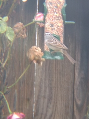 Zonotrichia leucophrys