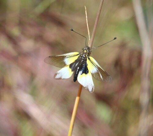 Libelloides baeticus