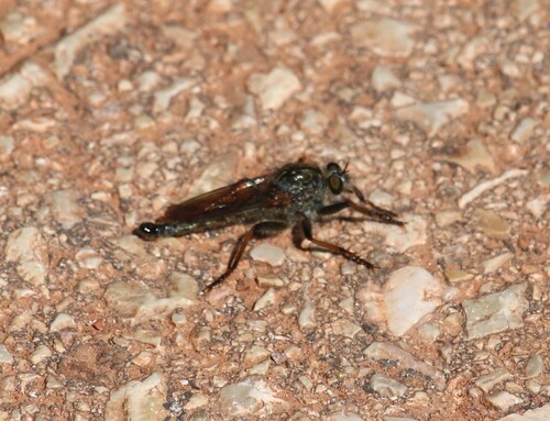 Machimus chrysitis