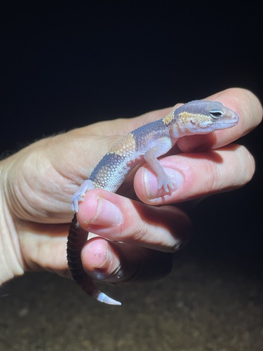 West African Fat-tailed Gecko
